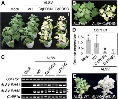 Virus-Mediated Transient Expression Techniques Enable Functional Genomics Studies and Modulations of Betalain Biosynthesis and Plant Height in <mark class="highlighted">Quinoa</mark>